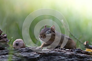 Cute Chipmunk cautiously moves in a low position in a woodland Fall seasonal scene