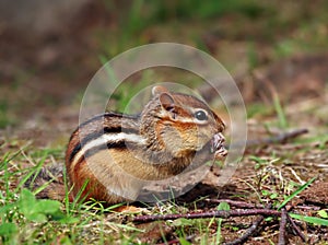 Cute Chipmunk eating