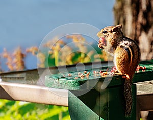 Cute Chipmunk eating a crab apple