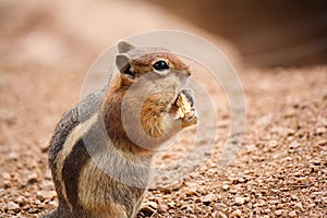 Cute Chipmunk Eating a Cracker with its Hands