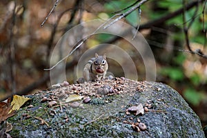 Cute chipmunk eating nuts on a stone in a forest with a blurry background