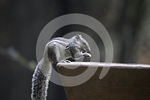 Cute Chipmunk eating a snack at Karanji Lake in Mysore, India