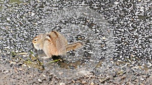 Cute chipmunk eating sunflower seeds under flood bird feeding area