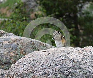 Cute Chipmunk enjoying a sunflower seed standing on large rock