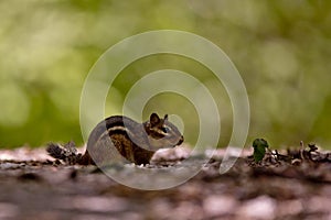 Cute chipmunk in the forest with blurred background