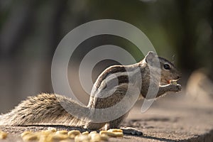 Cute chipmunk is happily munching on a snack 
in an outdoor setting