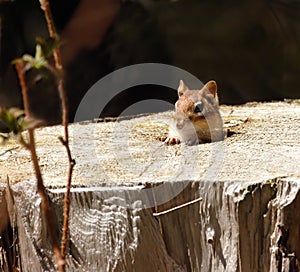 Cute Chipmunk in its home