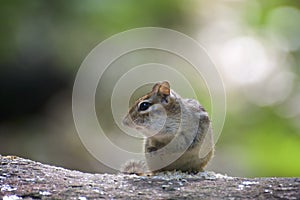 Cute chipmunk on a log eating