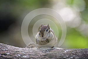 Cute chipmunk on a log eating