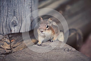 Chipmunk going for food photo