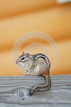 Cute Chipmunk, profile