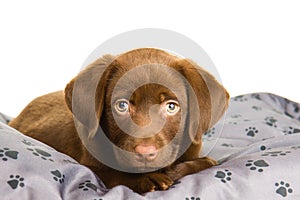 Cute chocolate brown labrador puppy dog on a grey pillow