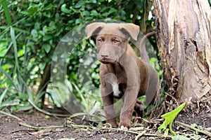 Chocolate Lab Mix Puppy in Garden