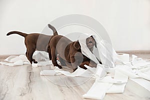 Cute chocolate Labrador Retriever puppies playing with torn paper