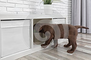 Cute chocolate Labrador Retriever puppy messing with furniture