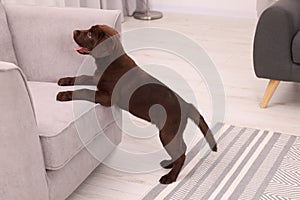 Cute chocolate Labrador Retriever puppy near armchair at home. Lovely pet