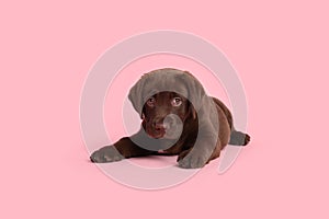 Cute chocolate Labrador Retriever puppy on pink background