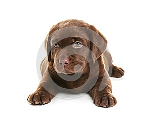 Chocolate Labrador Retriever puppy on white background