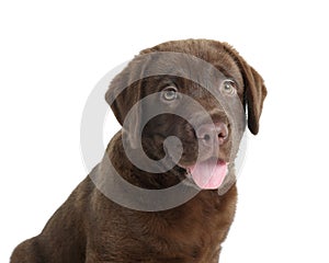 Cute chocolate Labrador Retriever puppy on white background