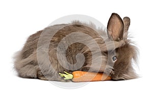 Cute chocolate lionhead bunny rabbit is eating a carrot