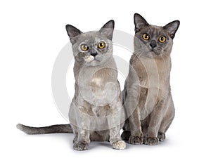 Cute chocolate and tortie Burmese cat kittens on white background