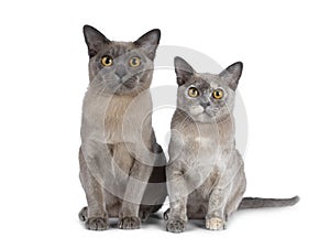 Cute chocolate and tortie Burmese cat kittens on white background
