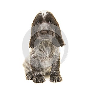 Cute chocolate and white english cocker spaniel puppy dog sitting on a white background