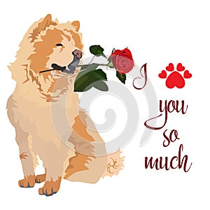 Cute Chow chow pet dog with rose flower for Valentine Day card, vector