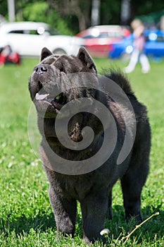 Cute chow chow is standing on a green grass with lolling tongue. Pet animals