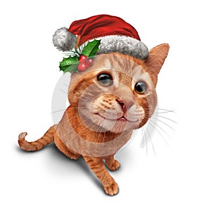 Cute Christmas Cat