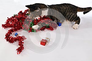 Cute Christmas cat playing with christmas wreath