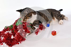 Cute Christmas cat playing with christmas wreath