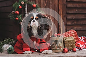 Cute Christmas dog with gifts and decorations on rustic wooden background
