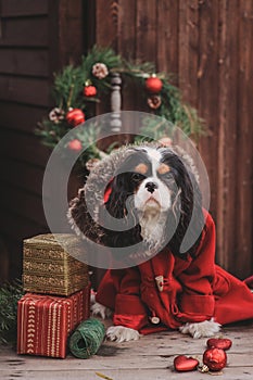 Cute Christmas dog with gifts and decorations on rustic wooden background