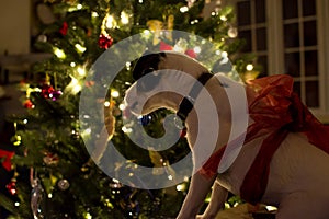 Cute Christmas dog next to illuminated Christmas tree