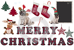 Cute Christmas elements and objects with pug dog