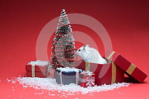 Cute christmas hamster inside box near christmas tree