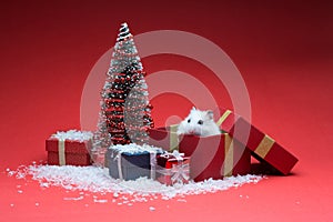 Cute christmas hamster inside box near christmas tree