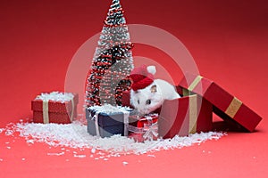 Cute christmas hamster inside box near christmas tree