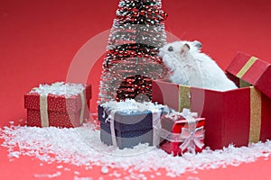 Cute christmas hamster inside box near christmas tree