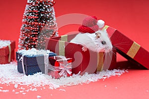 Cute christmas hamster inside box near christmas tree