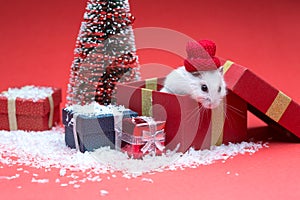 Cute christmas hamster inside box near christmas tree