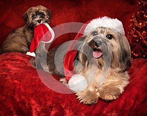 Cute Christmas Havanese dog and puppy on greeting card design