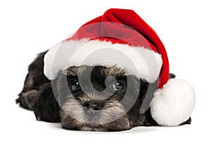 Cute Christmas havanese puppy dog