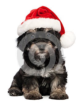 Cute Christmas havanese puppy dog