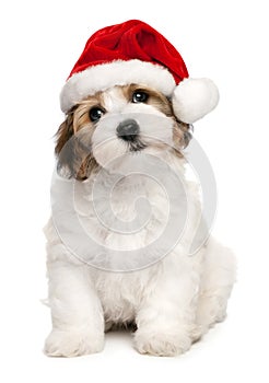 Cute Christmas havanese puppy dog