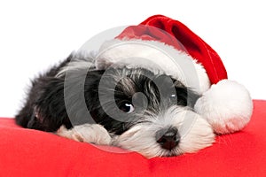 Cute Christmas havanese puppy dog