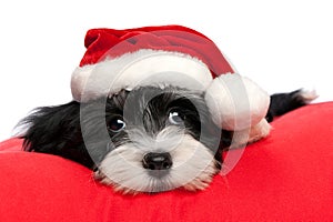 Cute Christmas havanese puppy dog