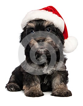 Cute Christmas havanese puppy dog