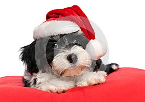 Cute Christmas havanese puppy dog